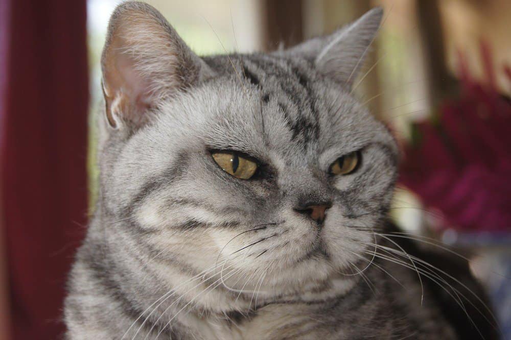 Grumpy American shorthair cat