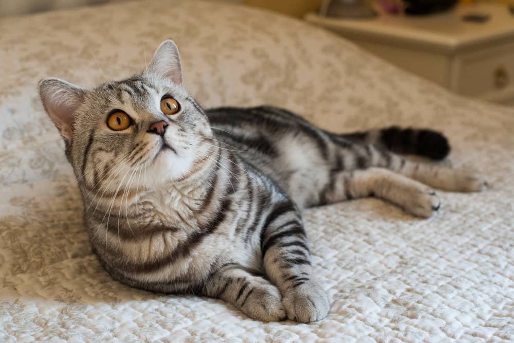 American shorthair cat on bed looking up