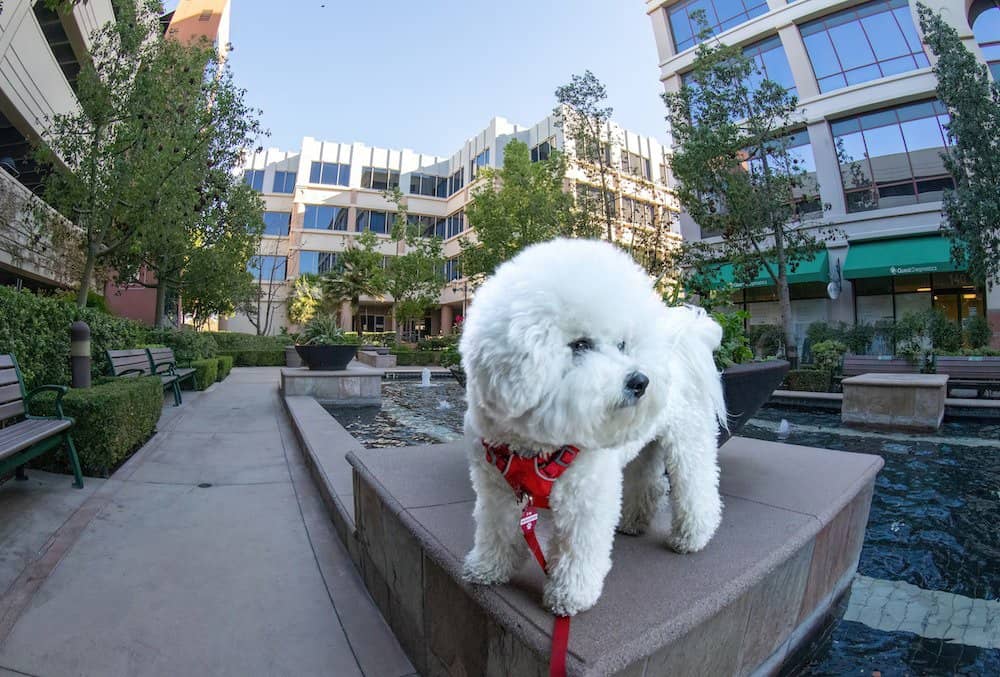 Bichon frise in the city