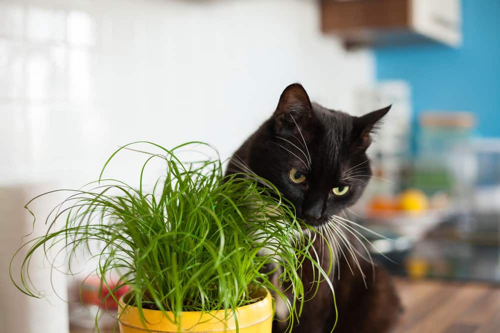 Black cat eating grass