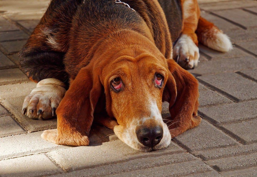A Bloodhound dog resting on the ground