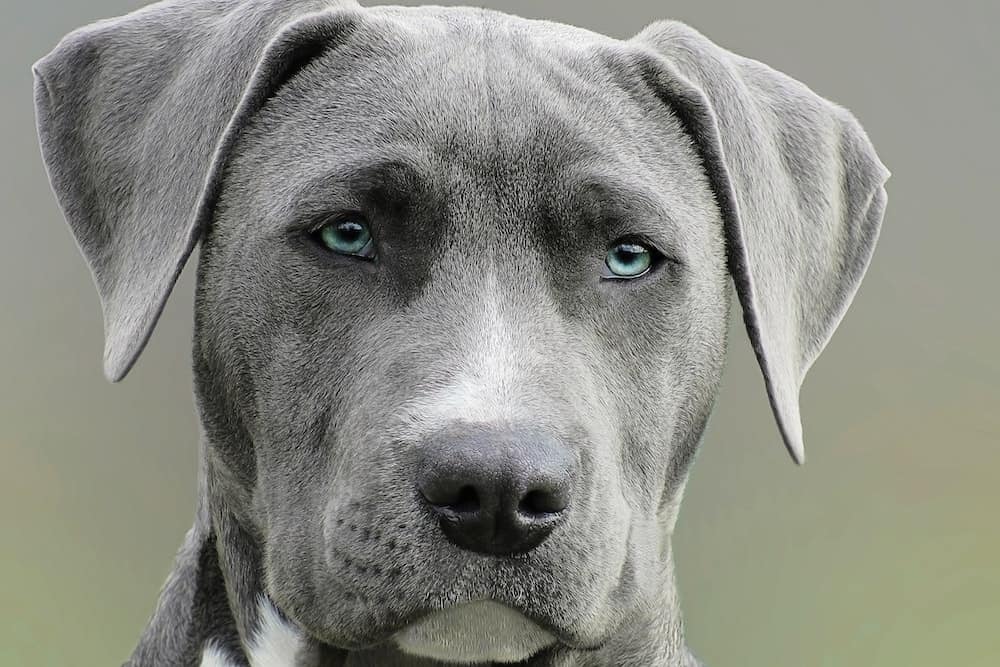 Blue eye dog