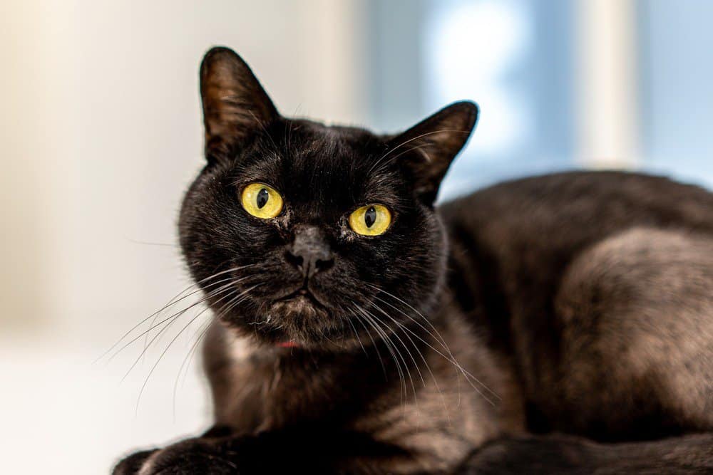 National Black Cat Appreciation Day: 5 top black cat breeds that
