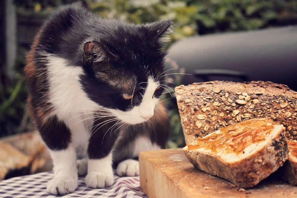 Cat looking at bread