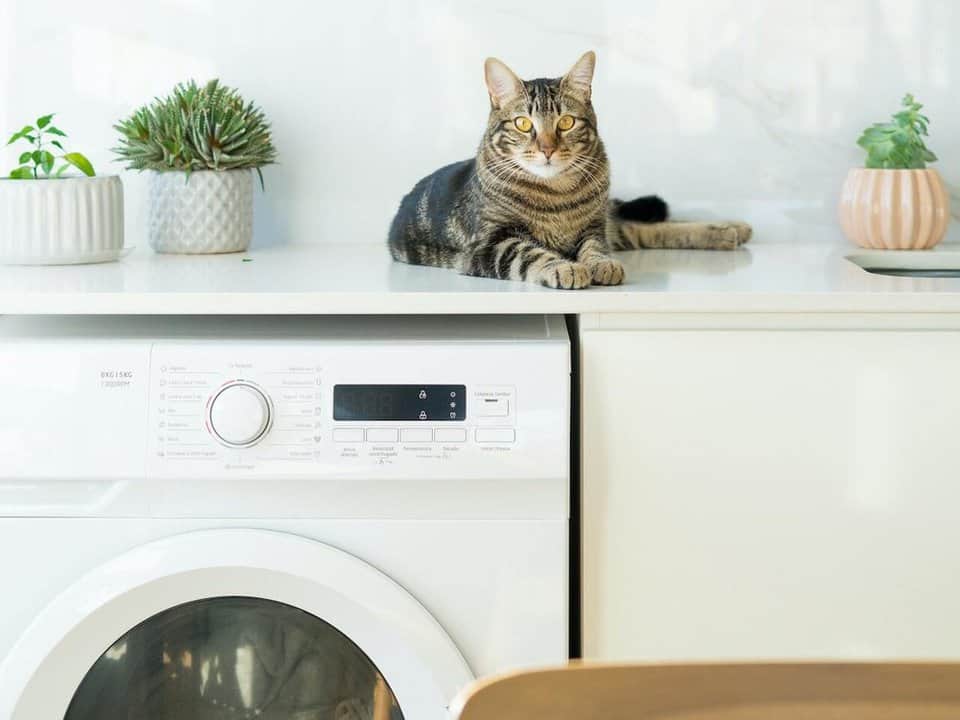 Cat sat on kitchen counter washing machine