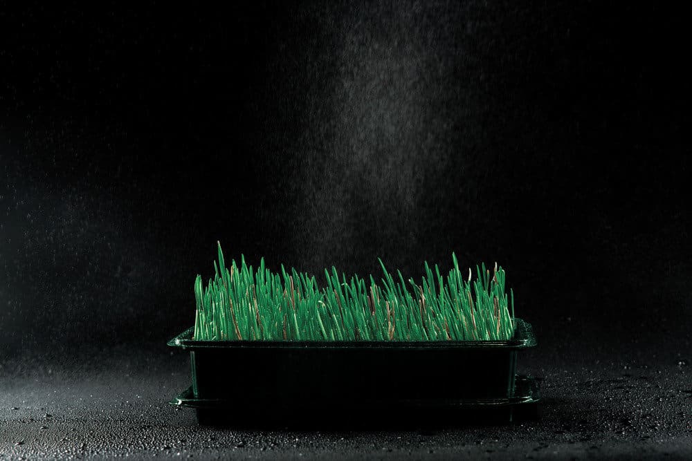 Container with sprouting cat grass
