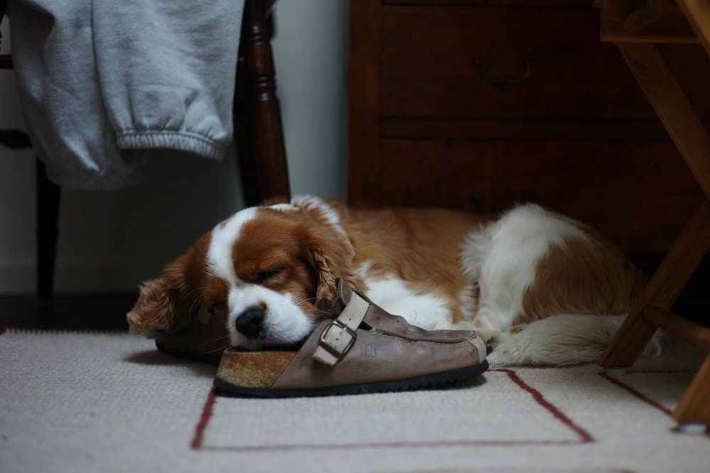 Dog sleeping on owner‘s shoe at the front door