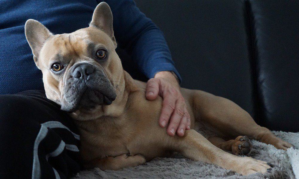 French bulldog cuddling with owner indoors