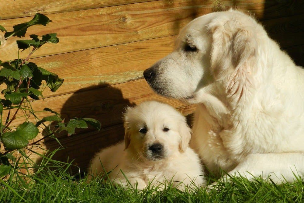 Golden retriever adult and puppy