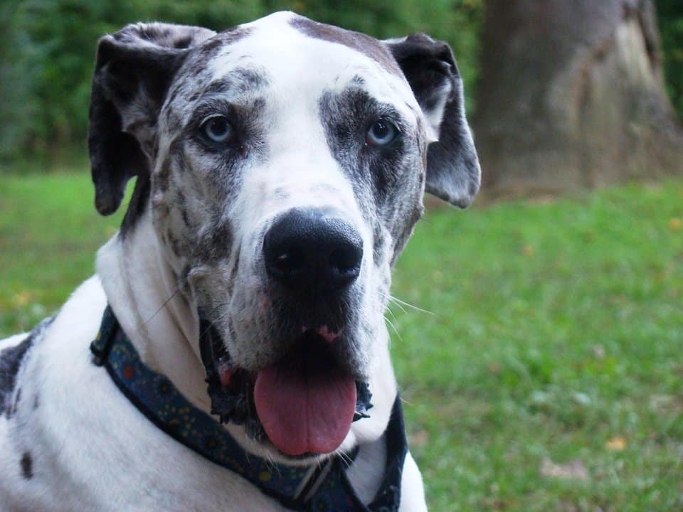 Great Dane with blue eyes