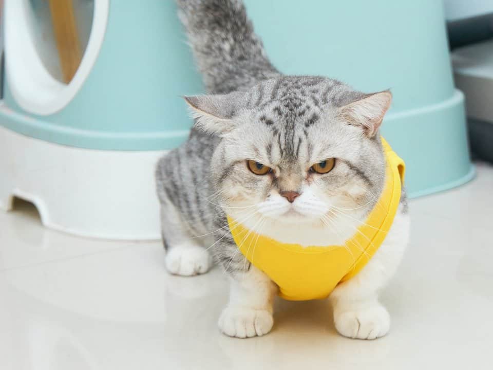 Munchkin cat wearing a yellow bandana