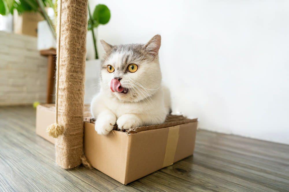 Munnchkin cat in a cardboard box