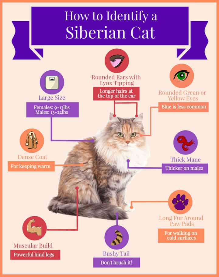 Infographic showcasing different identifying features of a Siberian cat