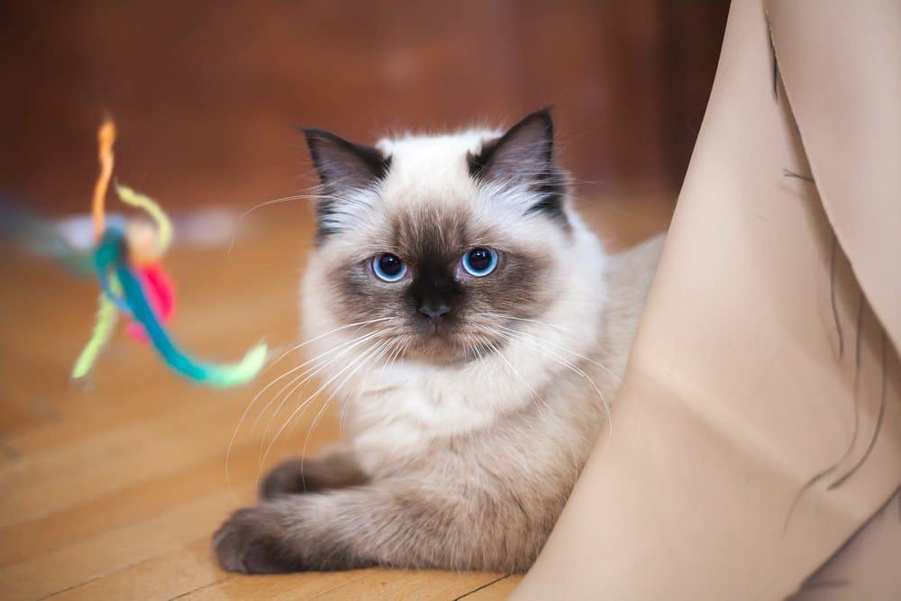 Ragdoll cat with toy