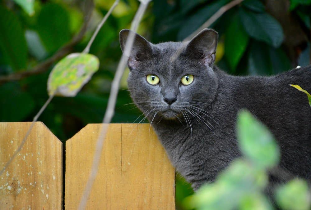 Russian blue cat standing on fence