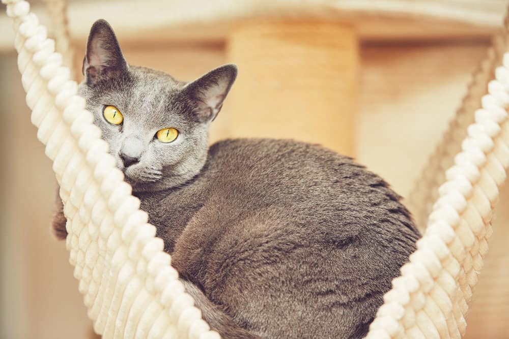 Russian blue cat in hammock
