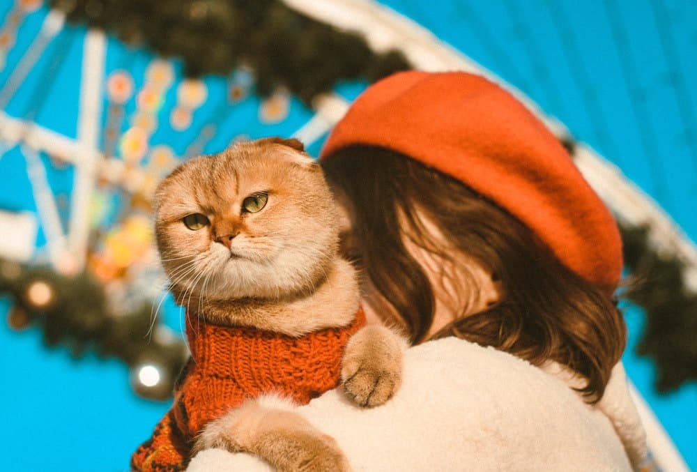 Scottish fold cat held by owner outside at the fairground