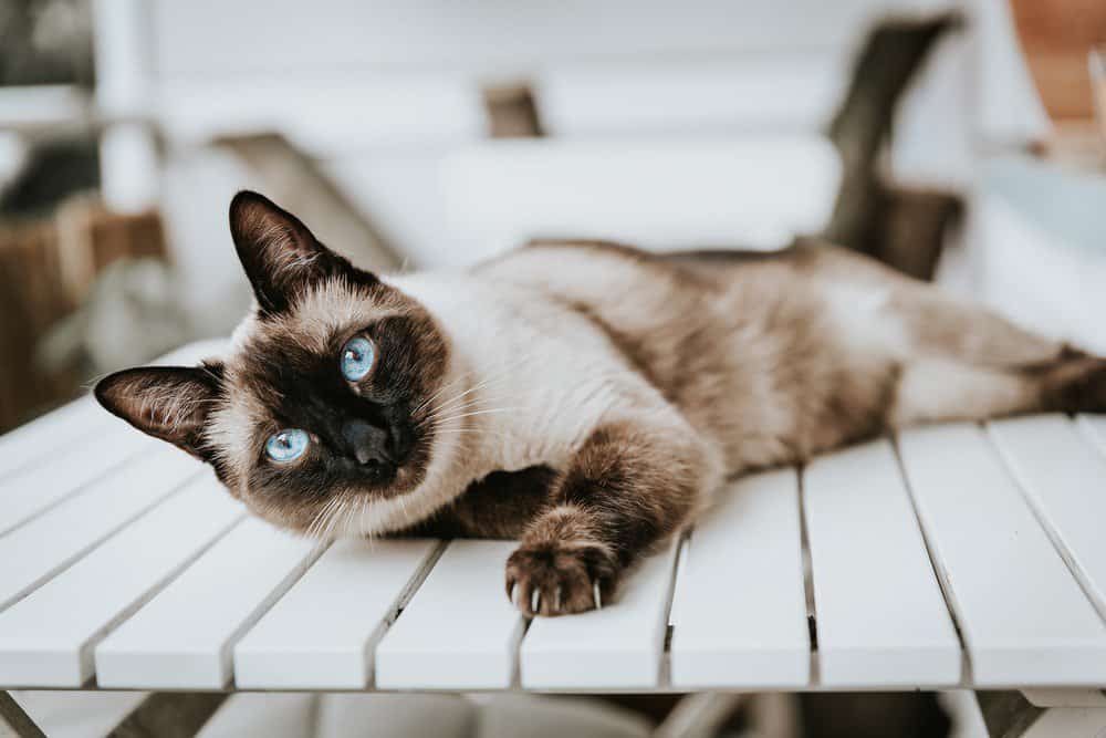 A Siamese cat lying down