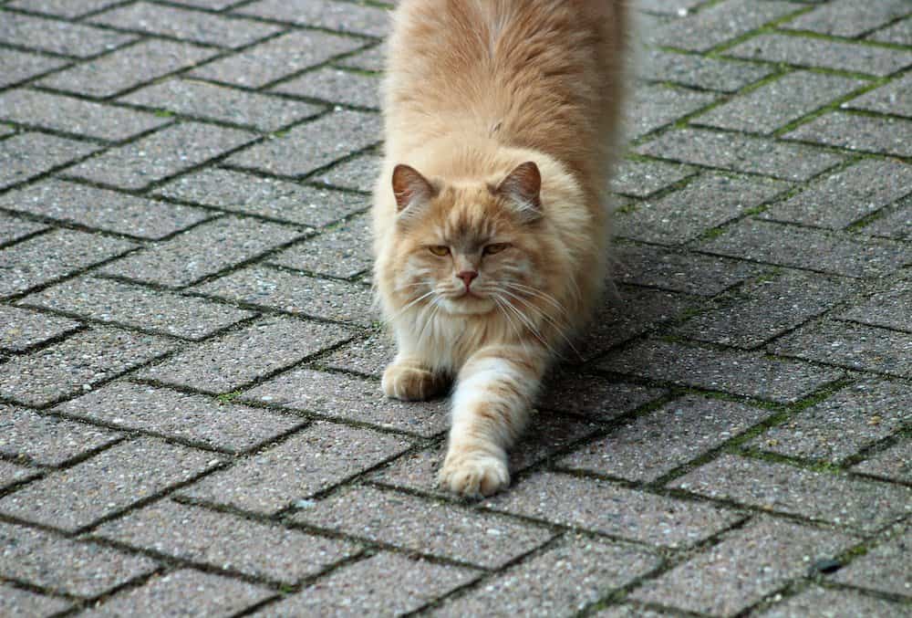 Image of a Siberian cat looking up at the camera while stretching its front paw