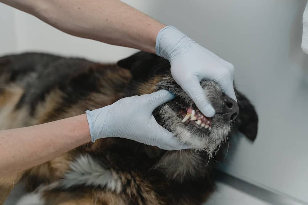 Vet checking a dog‘s teeth