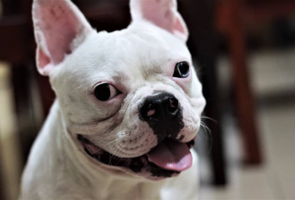 White french bulldog closeup