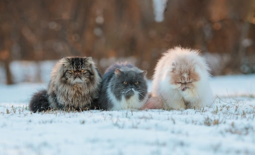 Three furry Persian cats standing in the middle of a field covered in snow