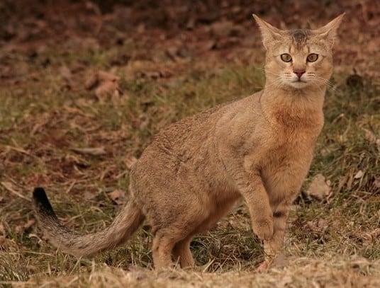 A Chausie cat with big ears