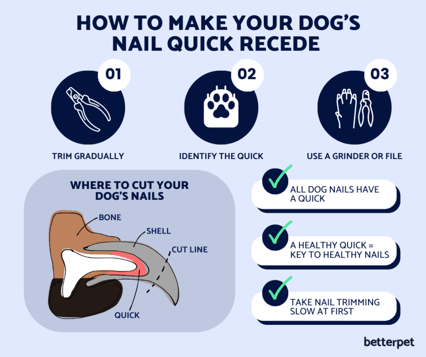How to make your dog