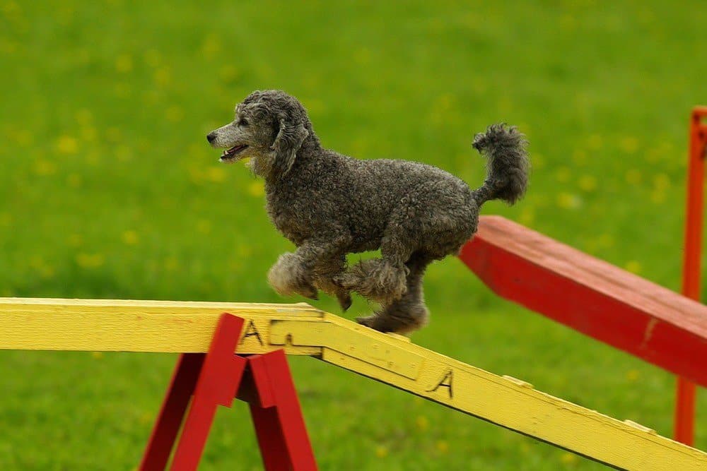 Agility training small dog