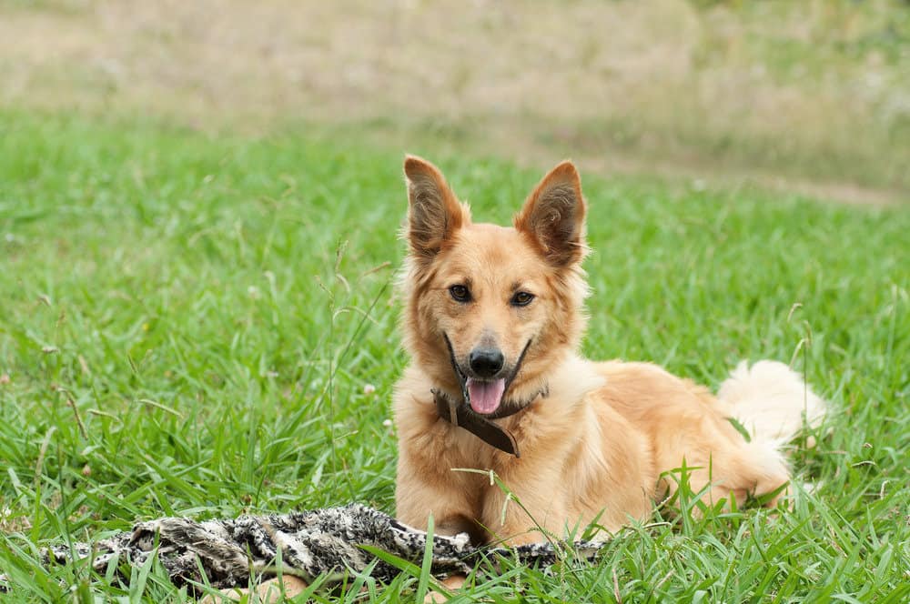 Basque shepherd dog lying in the grass