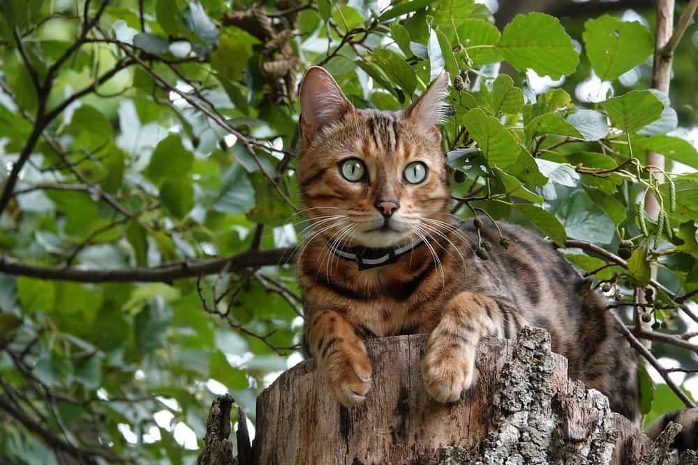 Bengal cat in a tree