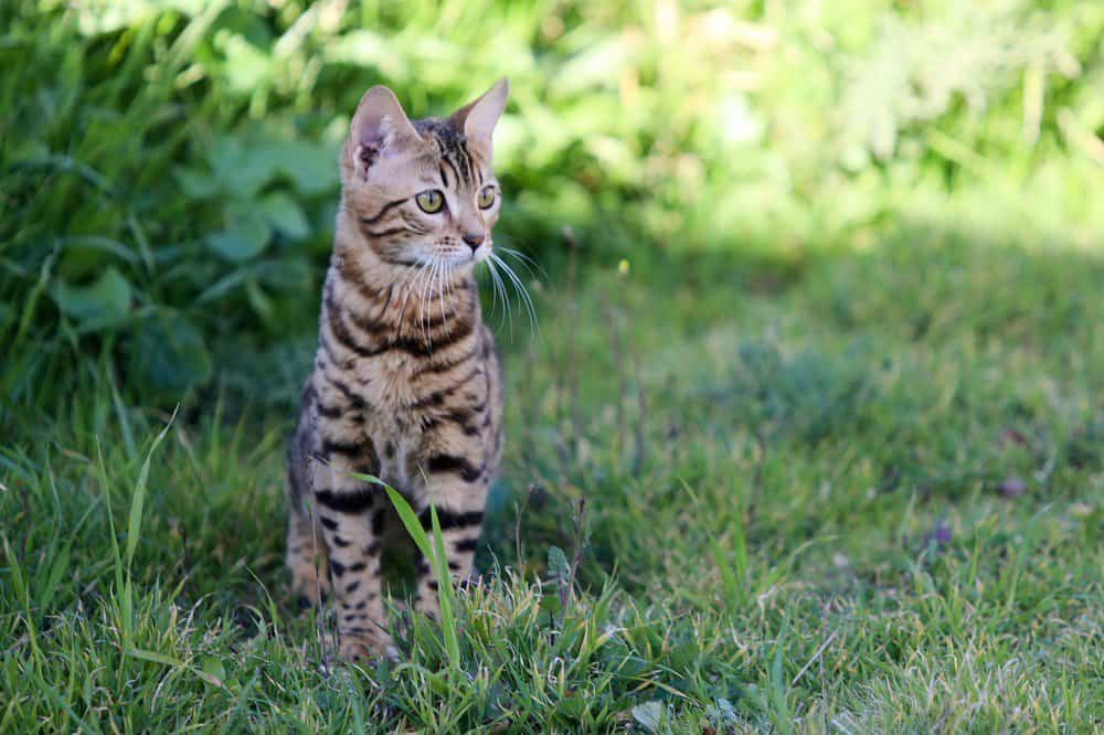 Bengal cat sat in grass
