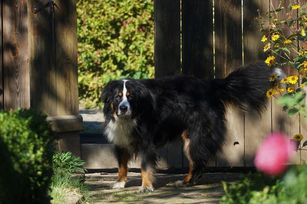 Bernese mountain dog by a wooden fence