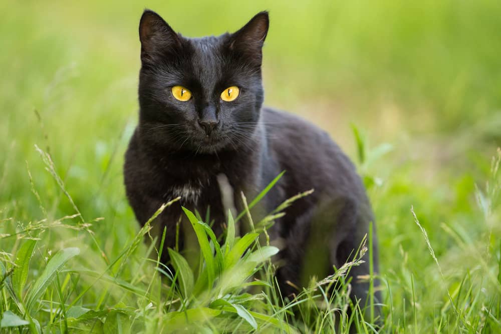 Black Bombay cat sat in grass