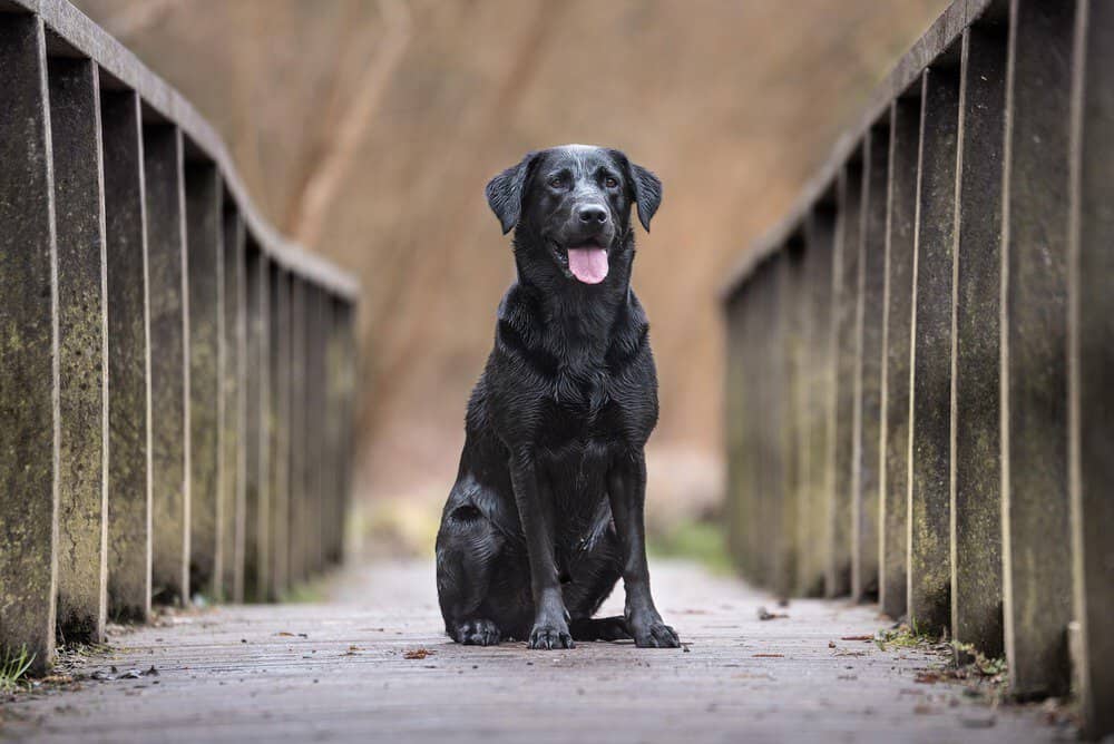 Black Labrador on a bridge