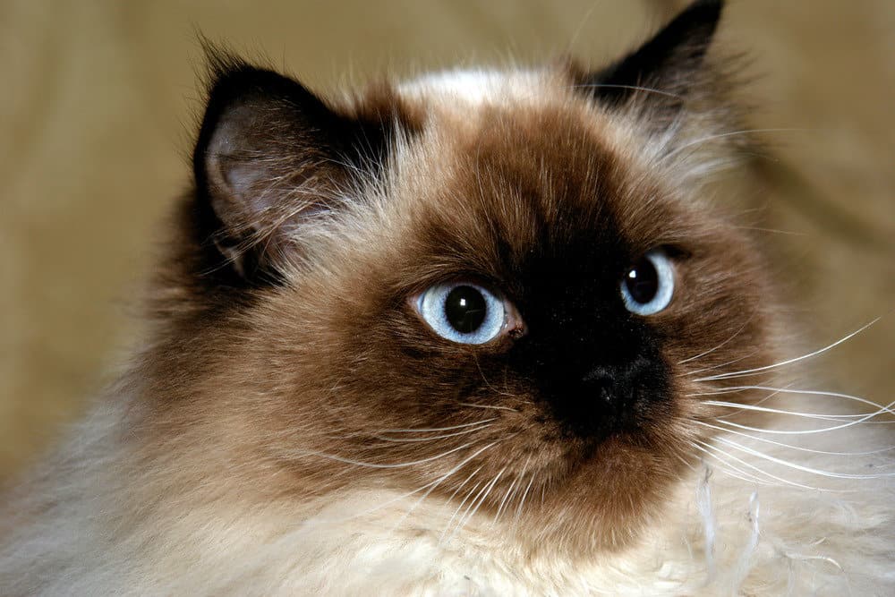Blue eyed Himalayan cat