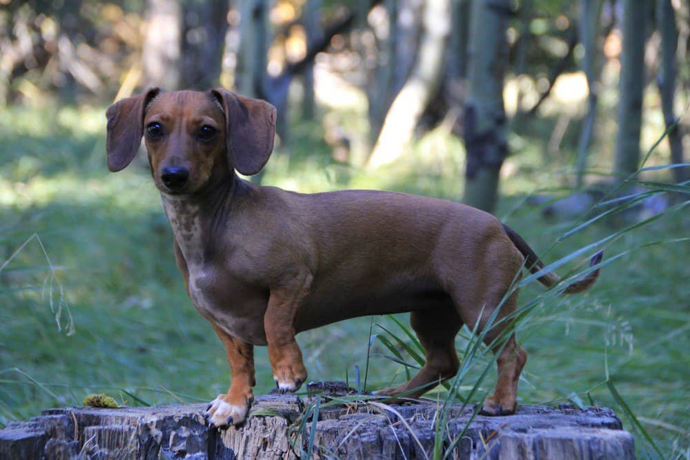Brown dachshund in a forest