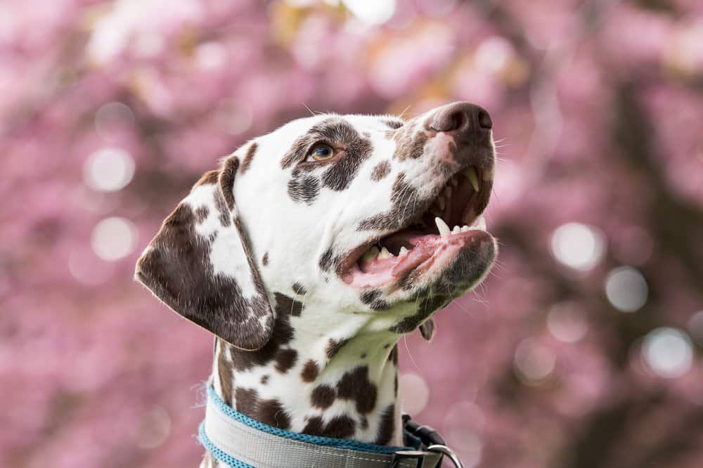 black and white spotted dog breeds
