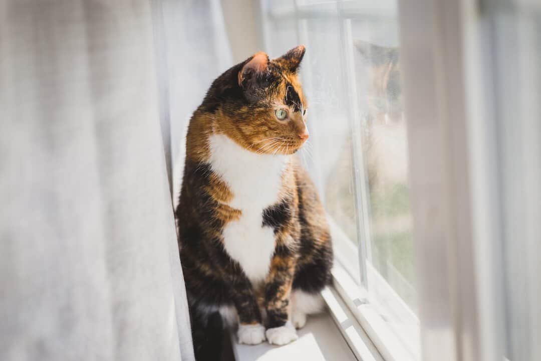 Calico cat looking out window