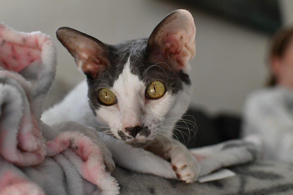 A Cornish rex cat with big ears