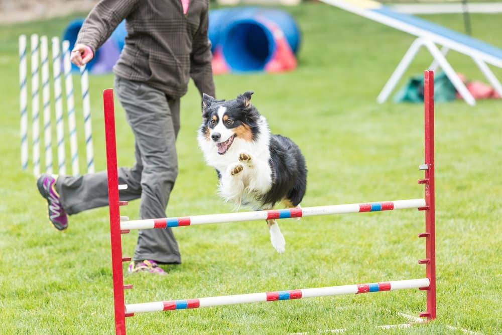 Dog competing in an agility competition