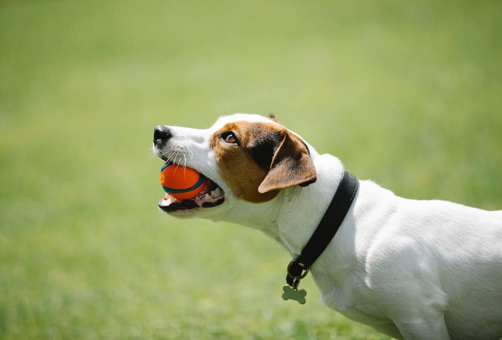 Dog with orange ball in mouth