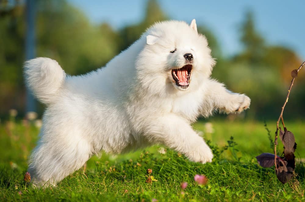 Fluffy Samoyed puppy playing