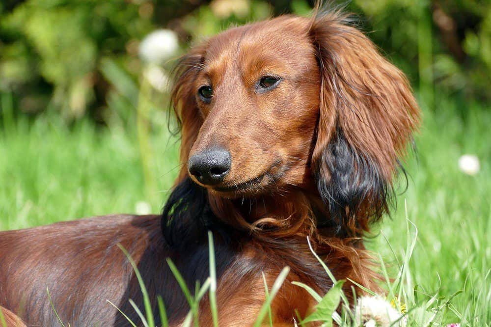 A longhaired dachshund relaxing in the grass