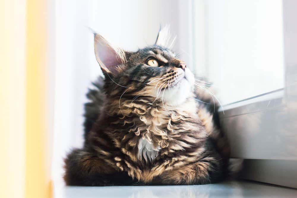 Maine coon cat lying on window sill looking out window