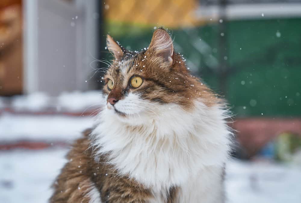 Norwegian forest cat in snow