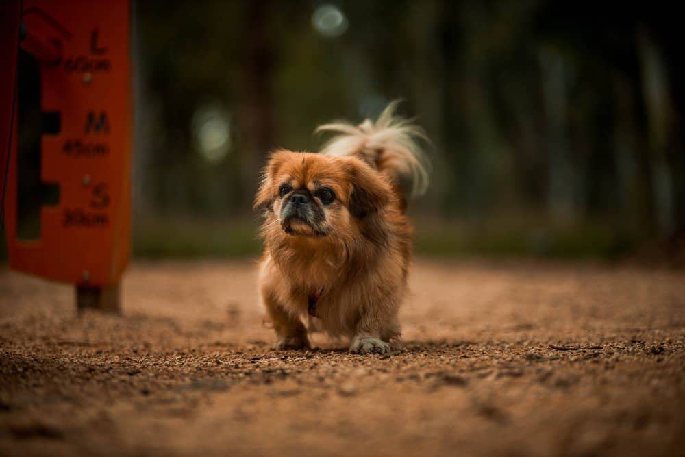 Pekingese dog walking on soil