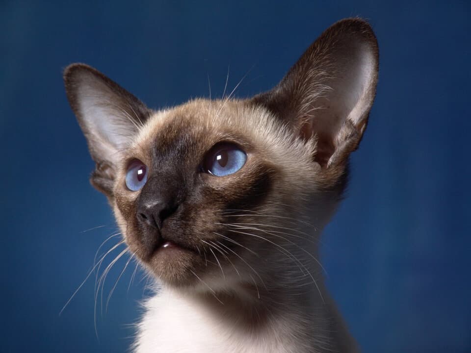 A Siamese cat with big ears