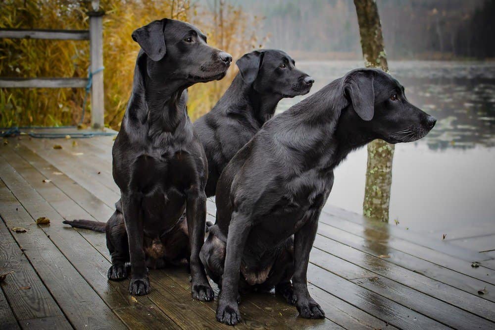 Three black labradors on a wet deck