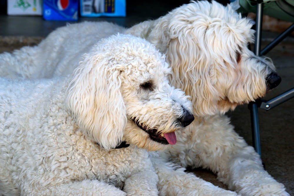 Two Goldendoodle dogs resting